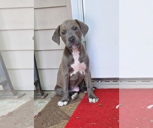 Great Dane-Labrador Retriever Mix Dogs for adoption in SHERBURNE, NY, USA