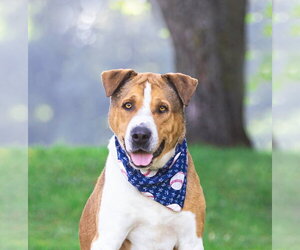 Saint Bernard-Unknown Mix Dogs for adoption in Unionville, PA, USA