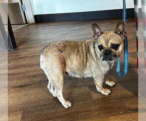 French Bulldog Dogs for adoption in Sacramento, CA, USA