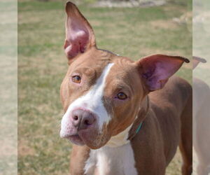American Staffordshire Terrier-Boxer Mix Dogs for adoption in Huntley, IL, USA