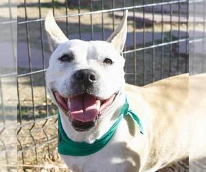 American Staffordshire Terrier-Unknown Mix Dogs for adoption in San Antonio, TX, USA