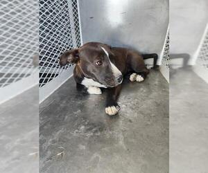 American Pit Bull Terrier Dogs for adoption in Bakersfield, CA, USA