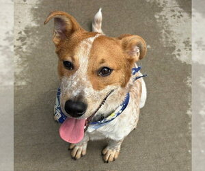 Mutt Dogs for adoption in Tulsa, OK, USA