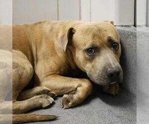 American Staffordshire Terrier Dogs for adoption in San Antonio, TX, USA