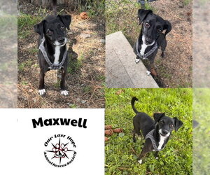 Chiweenie Dogs for adoption in Princeton, British Columbia, Canada