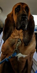 Bloodhound Dogs for adoption in Valrico, FL, USA