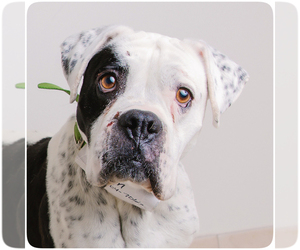 Bulldog Dogs for adoption in Eden Prairie, MN, USA