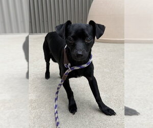 Chihuahua Dogs for adoption in Sacramento, CA, USA
