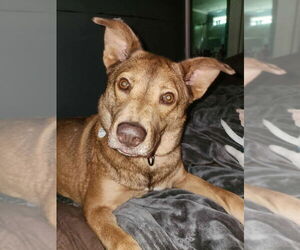 Mutt Dogs for adoption in Candler, NC, USA