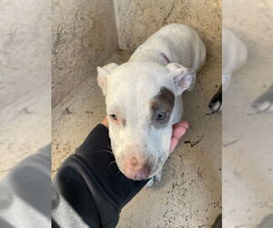 American Pit Bull Terrier-Unknown Mix Dogs for adoption in Oklahoma City, OK, USA