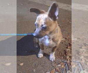 Chihuahua-Unknown Mix Dogs for adoption in San Antonio, TX, USA