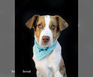 Australian Shepherd-Unknown Mix Dogs for adoption in Hot Springs Village, AR, USA