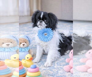 Japanese Chin Dogs for adoption in Bon Carbo, CO, USA