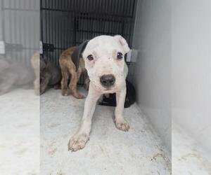 Mutt Dogs for adoption in Houston, TX, USA