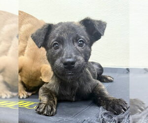 Mutt Dogs for adoption in Jefferson, NJ, USA