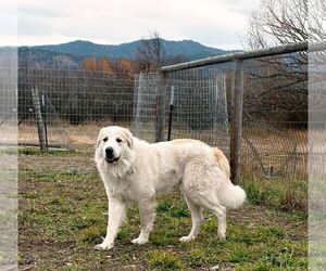 Great Pyrenees Dogs for adoption in Missoula, MT, USA