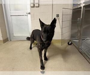 German Shepherd Dog-Unknown Mix Dogs for adoption in Grand Prairie, TX, USA