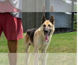 Medium Photo #1 German Shepherd Dog Puppy For Sale in Abbeville, LA, USA