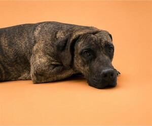 Mastiff-Unknown Mix Dogs for adoption in HESPERIA, CA, USA