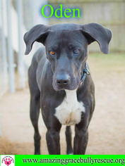 Great Dane-Labrador Retriever Mix Dogs for adoption in Pensacola, FL, USA