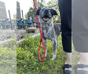 Mutt Dogs for adoption in Duluth, MN, USA
