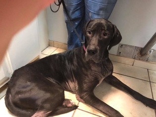 Great Dane Dogs for adoption in New York, NY, USA