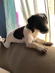 Medium Photo #1 Basset Hound Puppy For Sale in Newport, KY, USA