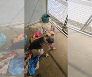 German Shepherd Dog Dogs for adoption in Linton, IN, USA