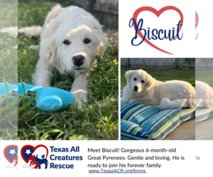 Great Pyrenees Dogs for adoption in Lillian, TX, USA