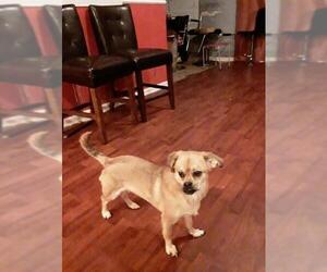 Puggle Dogs for adoption in Mooresville, NC, USA