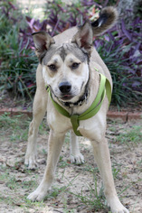 German Shepherd Dog-Siberian Husky Mix Dogs for adoption in Pensacola, FL, USA