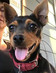 Doxie-Pin Dogs for adoption in Los Banos, CA, USA