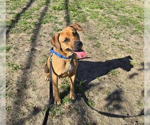 Rhodesian Ridgeback Dogs for adoption in Center Township, PA, USA