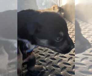 Mutt Dogs for adoption in HESPERIA, CA, USA