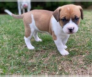 Bull-Boxer Dogs for adoption in Dallas, TX, USA
