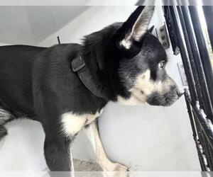 Siberian Husky-Unknown Mix Dogs for adoption in Houston, TX, USA