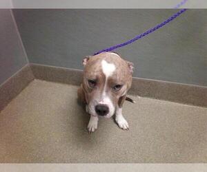 American Pit Bull Terrier-Unknown Mix Dogs for adoption in Las Vegas, NV, USA
