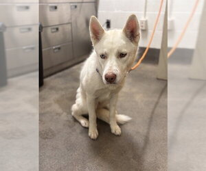 Siberian Husky Dogs for adoption in Forestville, MD, USA