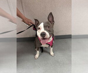 Mutt Dogs for adoption in San Bernardino, CA, USA