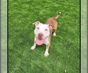 American Pit Bull Terrier Dogs for adoption in columbia, SC, USA