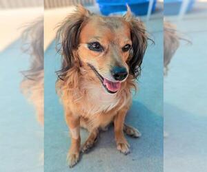 Chihuahua-Unknown Mix Dogs for adoption in Sacramento, CA, USA