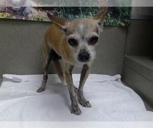 Chihuahua-Unknown Mix Dogs for adoption in Moreno Valley, CA, USA