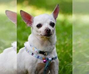 Chihuahua Dogs for adoption in NYC, NY, USA