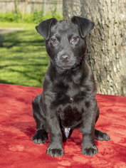 Borador Dogs for adoption in Santa Fe, TX, USA