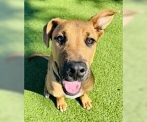 Labrador Retriever-Unknown Mix Dogs for adoption in Gainesville, GA, USA