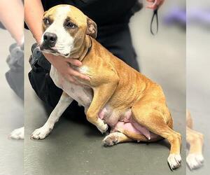 American Staffordshire Terrier-Unknown Mix Dogs for adoption in San Antonio, TX, USA