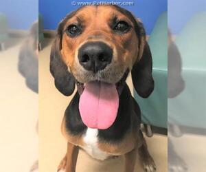 Treeing Walker Coonhound Dogs for adoption in Palmer, AK, USA