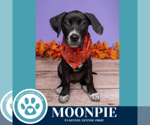 Labrenees Dogs for adoption in Kimberton, PA, USA