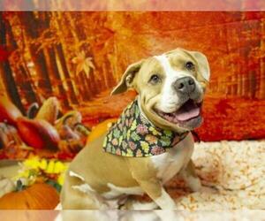 Bulldog Dogs for adoption in Placerville, CA, USA