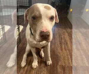 American Pit Bull Terrier-Unknown Mix Dogs for adoption in Brewster, NY, USA
